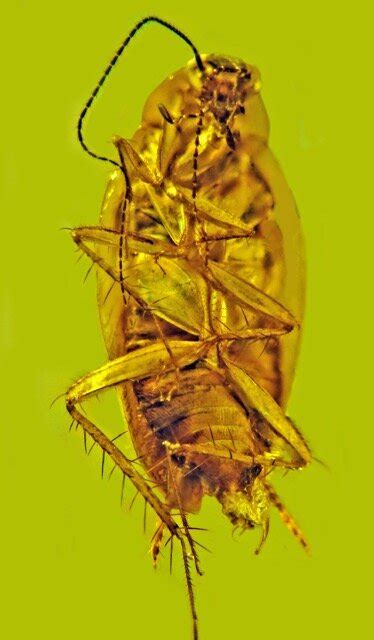 cockroach under microscope|Biologist placing cockroach under microscope .